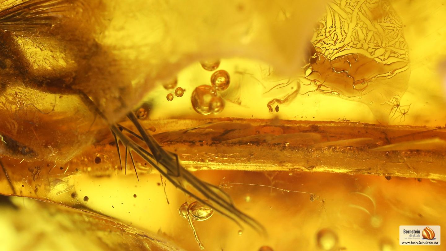 Große Mücken im Bernstein, Mücken und ein Ast als Einschlüsse im